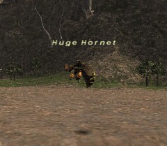Huge Hornet Picture